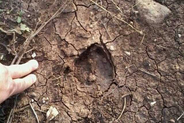 Bari, orme di cinghiale alle porte del San Paolo: �Arrivano dalla Murgia�  